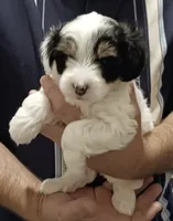 Scout, a male Yorkipoo for sale in Martin, TN – 1 of 5