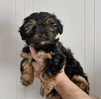 Cocoa, a female Yorkipoo for sale in Martin, TN – Photo 2 of 2