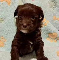 Bailey, a female Yorkipoo and Poodle - Miniature  for sale in Martin, TN – 1 of 5