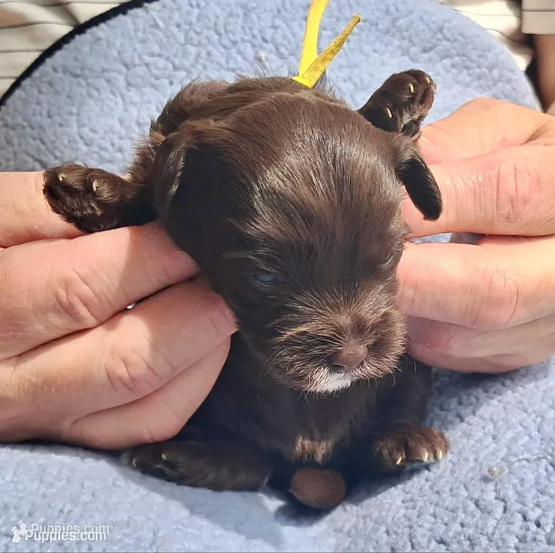 Bailey – Yorkipoo, Poodle - Standard  puppy for sale in Martin, TN