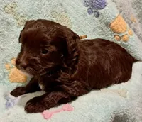 Bailey, a female Yorkipoo and Poodle - Miniature  for sale in Martin, TN – 2 of 5