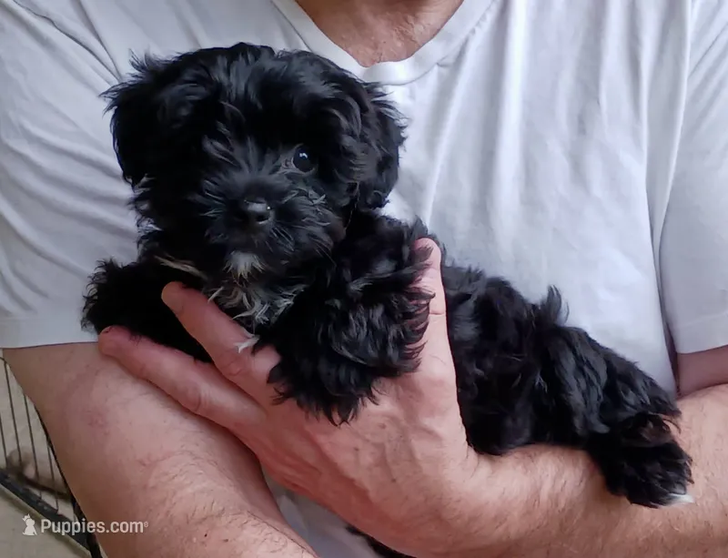 Bella Grace – Yorkipoo puppy for sale in Martin, TN