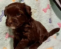 Lily, a female Yorkipoo and Poodle - Miniature  for sale in Martin, TN – 2 of 5