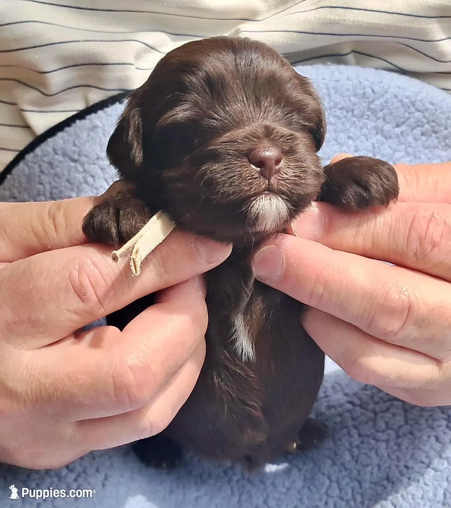 Lily, a female Yorkipoo and Poodle - Standard  for sale in Martin, TN – Photo 1 of 3