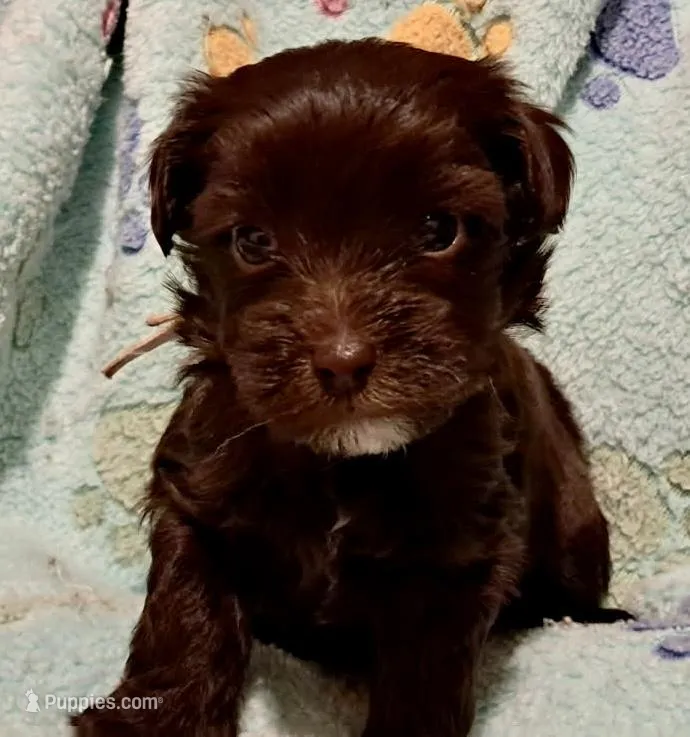 Lily – Yorkipoo, Poodle - Standard  puppy for sale in Martin, TN
