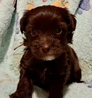 Lily, a female Yorkipoo and Poodle - Miniature  for sale in Martin, TN – 1 of 5