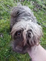 Leah, a female Yorkipoo for sale in Martin, TN – 1 of 5