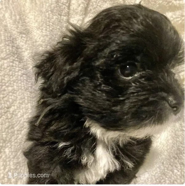 Sadie – Yorkipoo puppy for sale in Martin, TN