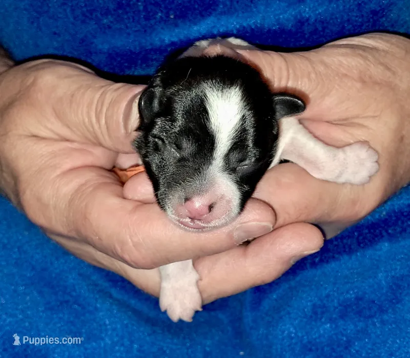Lily – Yorkipoo puppy for sale in Martin, TN