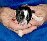 Lily, a female Yorkipoo for sale in Martin, TN – 1 of 4