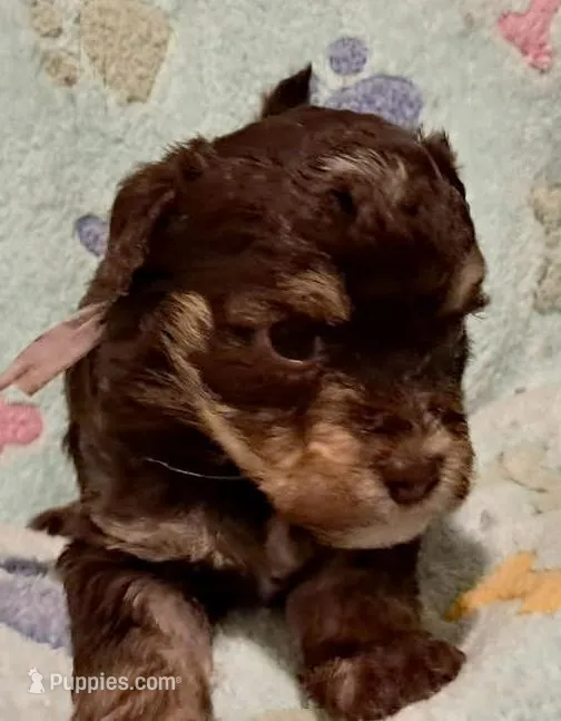Leo – Yorkipoo, Poodle - Miniature  puppy for sale in Martin, TN