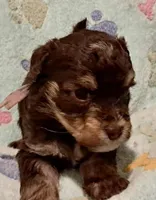 Leo, a male Yorkipoo and Poodle - Miniature  for sale in Martin, TN – 1 of 4