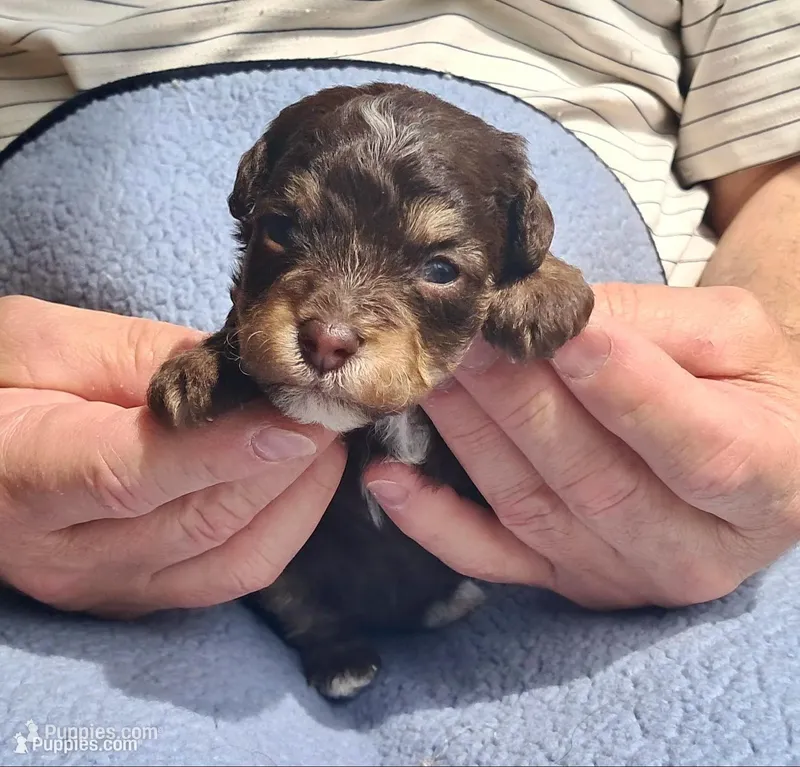 Leo – Yorkipoo, Poodle - Standard  puppy for sale in Martin, TN