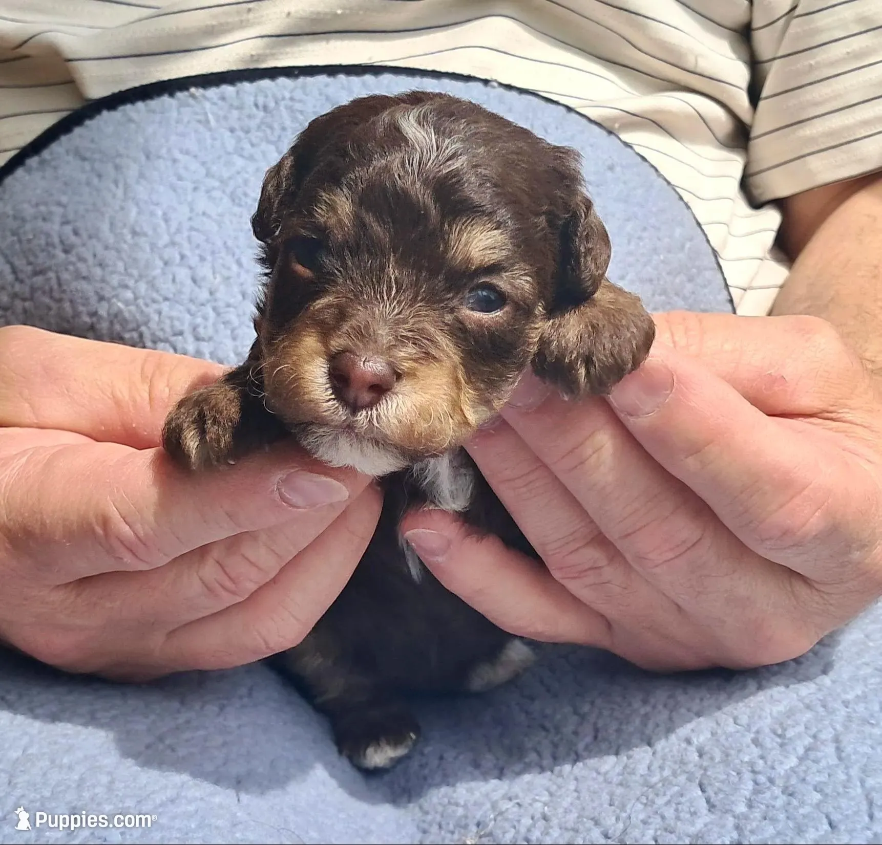 Leo, a male Yorkipoo and Poodle - Standard  for sale in Martin, TN – Photo 1 of 3