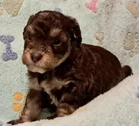Leo, a male Yorkipoo and Poodle - Miniature  for sale in Martin, TN – 2 of 4