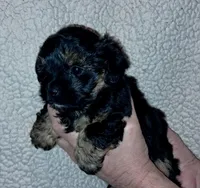 Coco, a female Yorkipoo for sale in Martin, TN – Photo 1 of 4