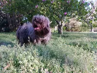 Leah, a female Yorkipoo for sale in Martin, TN – 4 of 5