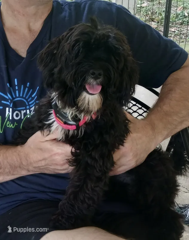Sadie – Yorkipoo puppy for sale in Martin, TN
