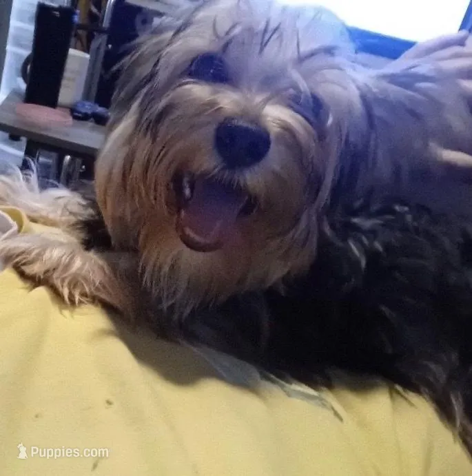 Ellie – Yorkshire Terrier puppy for sale in Martin, TN