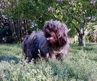 Cody, a male Miniature Labradoodle for sale in Martin, TN – 4 of 4