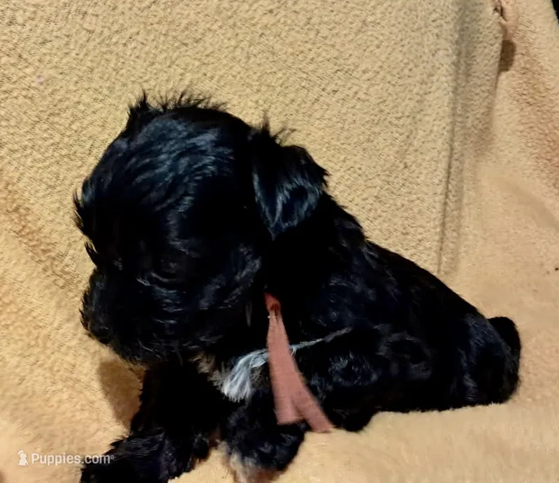 Luna – Yorkipoo, Yorkshire Terrier puppy for sale in Martin, TN