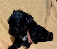 Luna, a female Yorkipoo and Yorkshire Terrier for sale in Martin, TN – 1 of 1