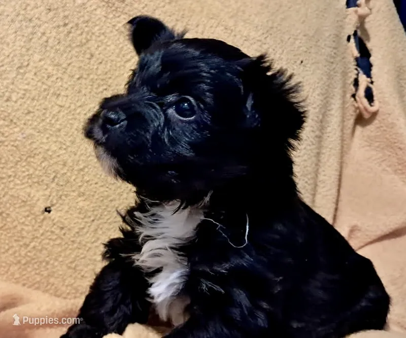 Lola, a female Yorkipoo and Yorkshire Terrier for sale in Martin, TN – 1 of 1