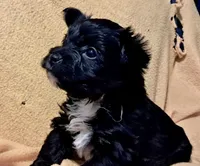 Lola, a female Yorkipoo and Yorkshire Terrier for sale in Martin, TN – 1 of 1