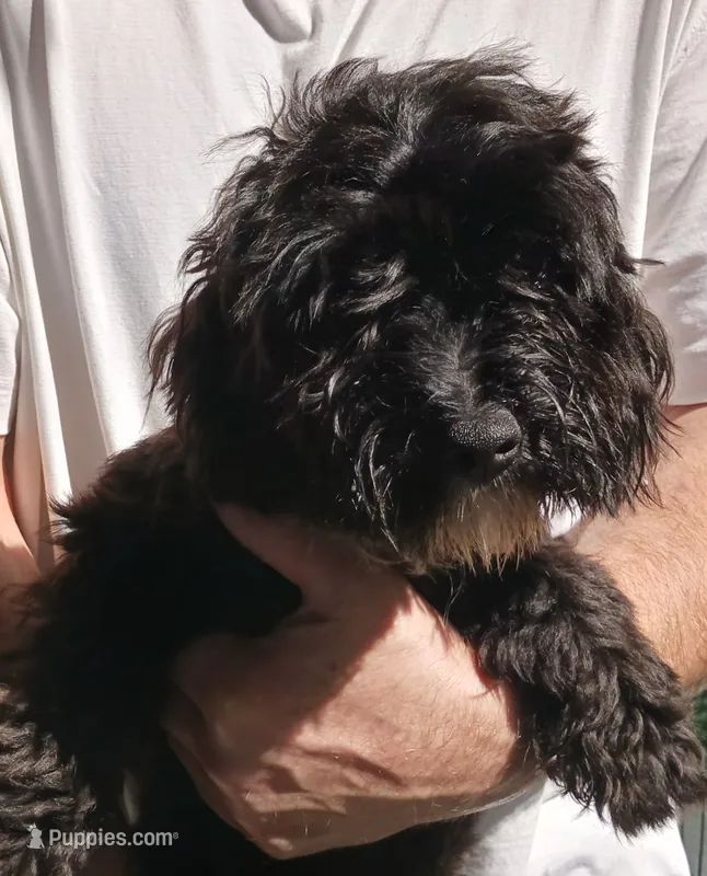 Sadie – Yorkipoo puppy for sale in Martin, TN