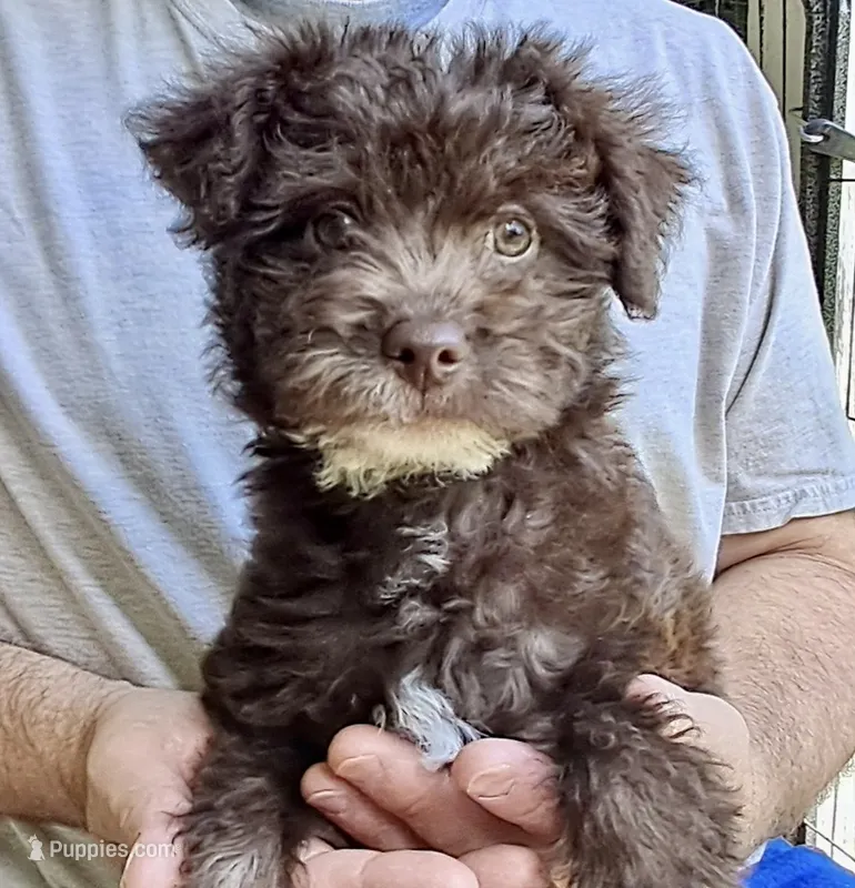 Cody – Miniature Labradoodle puppy for sale in Martin, TN