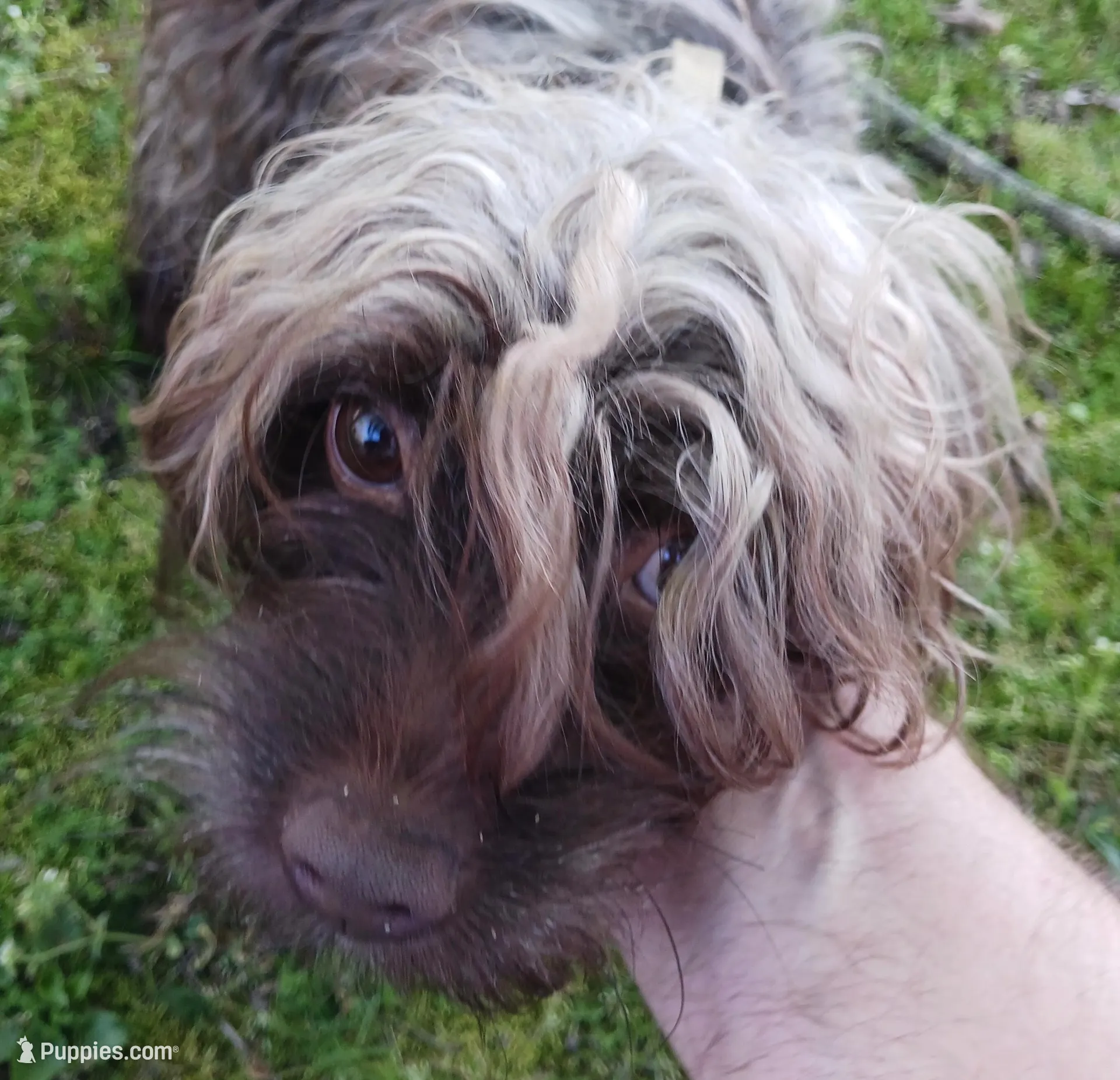 Max, a male Yorkipoo and Poodle - Standard  for sale in Martin, TN – Photo 2 of 3