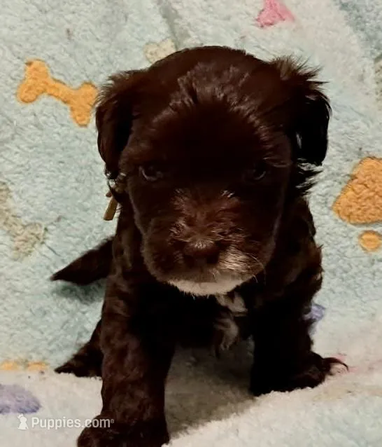 Duke – Yorkipoo, Poodle - Miniature  puppy for sale in Martin, TN