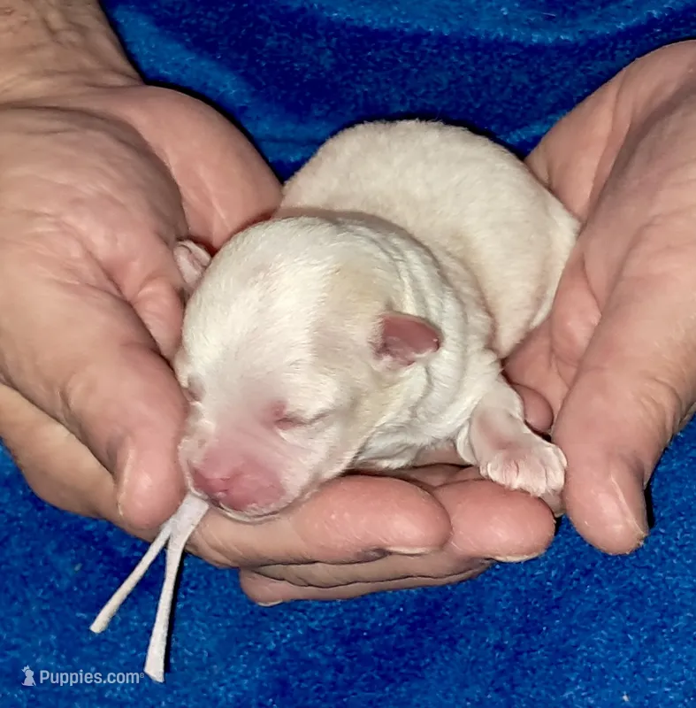 Casper – Yorkipoo puppy for sale in Martin, TN