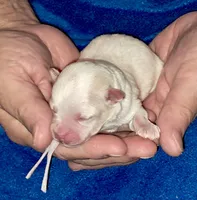 Casper, a male Yorkipoo for sale in Martin, TN – 1 of 4