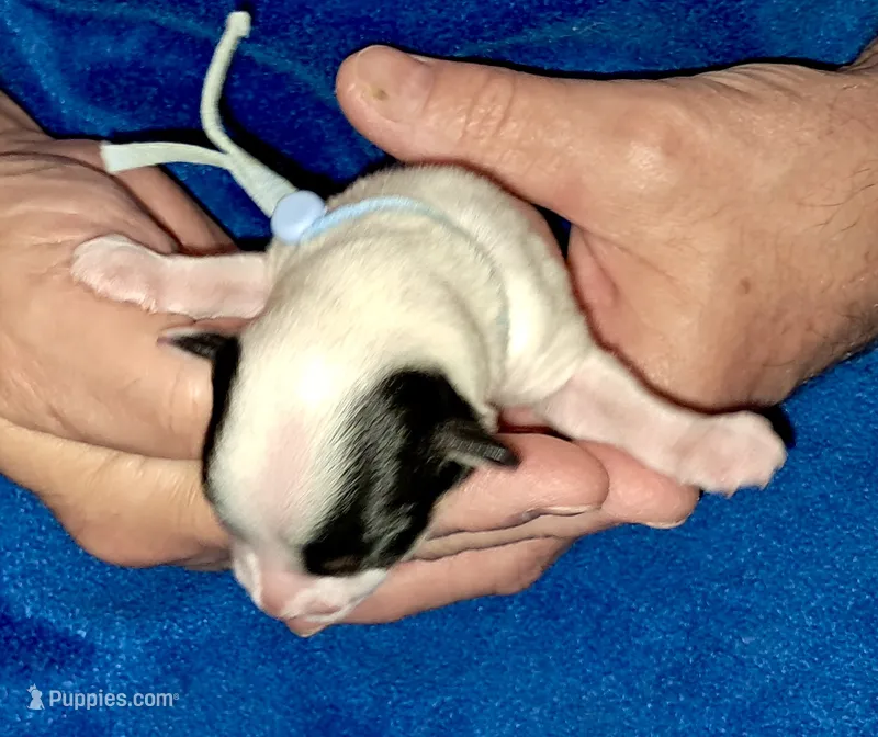 Scout – Yorkipoo puppy for sale in Martin, TN