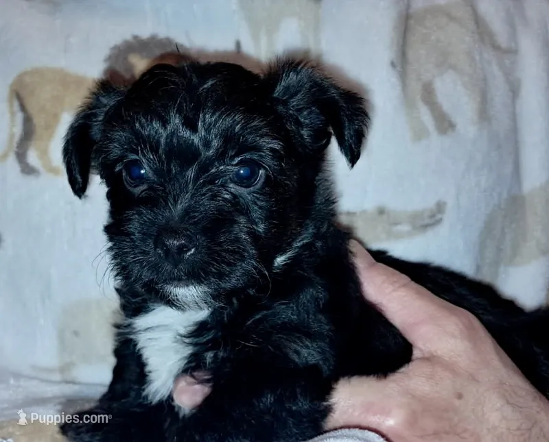 Cooper – Yorkipoo, Yorkshire Terrier puppy for sale in Martin, TN