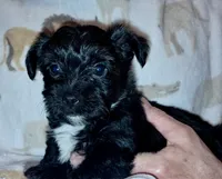 Cooper, a male Yorkipoo and Yorkshire Terrier for sale in Martin, TN – 1 of 1