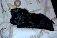 Lola, a female Yorkipoo for sale in Martin, TN – 3 of 3