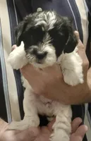 Lily, a female Yorkipoo for sale in Martin, TN – 1 of 5