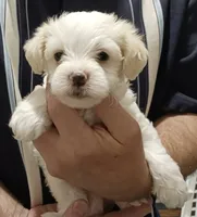 Smokey, a male Yorkipoo for sale in Martin, TN – 1 of 5