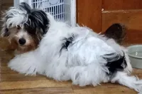 Rykkyr, a male Yorkshire Terrier for sale in Martin, TN – Photo 2 of 2