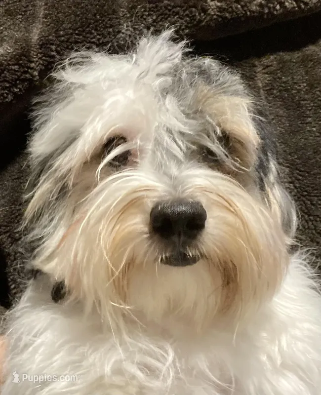 Rykkyr – Yorkipoo, Yorkshire Terrier puppy for sale in Martin, TN