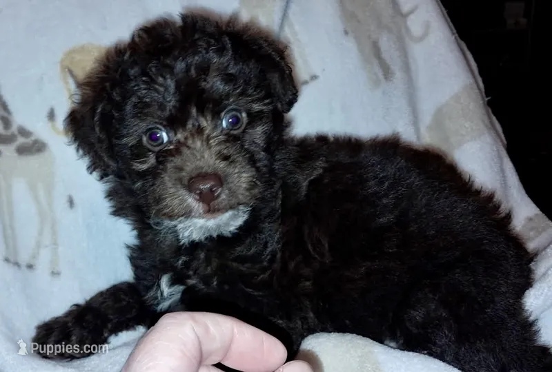 Max – Yorkipoo, Poodle - Miniature  puppy for sale in Martin, TN