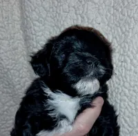 Sadie, a female Yorkipoo for sale in Martin, TN – 2 of 3