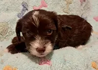 Daisy, a female Yorkipoo and Poodle - Miniature  for sale in Martin, TN – 3 of 5