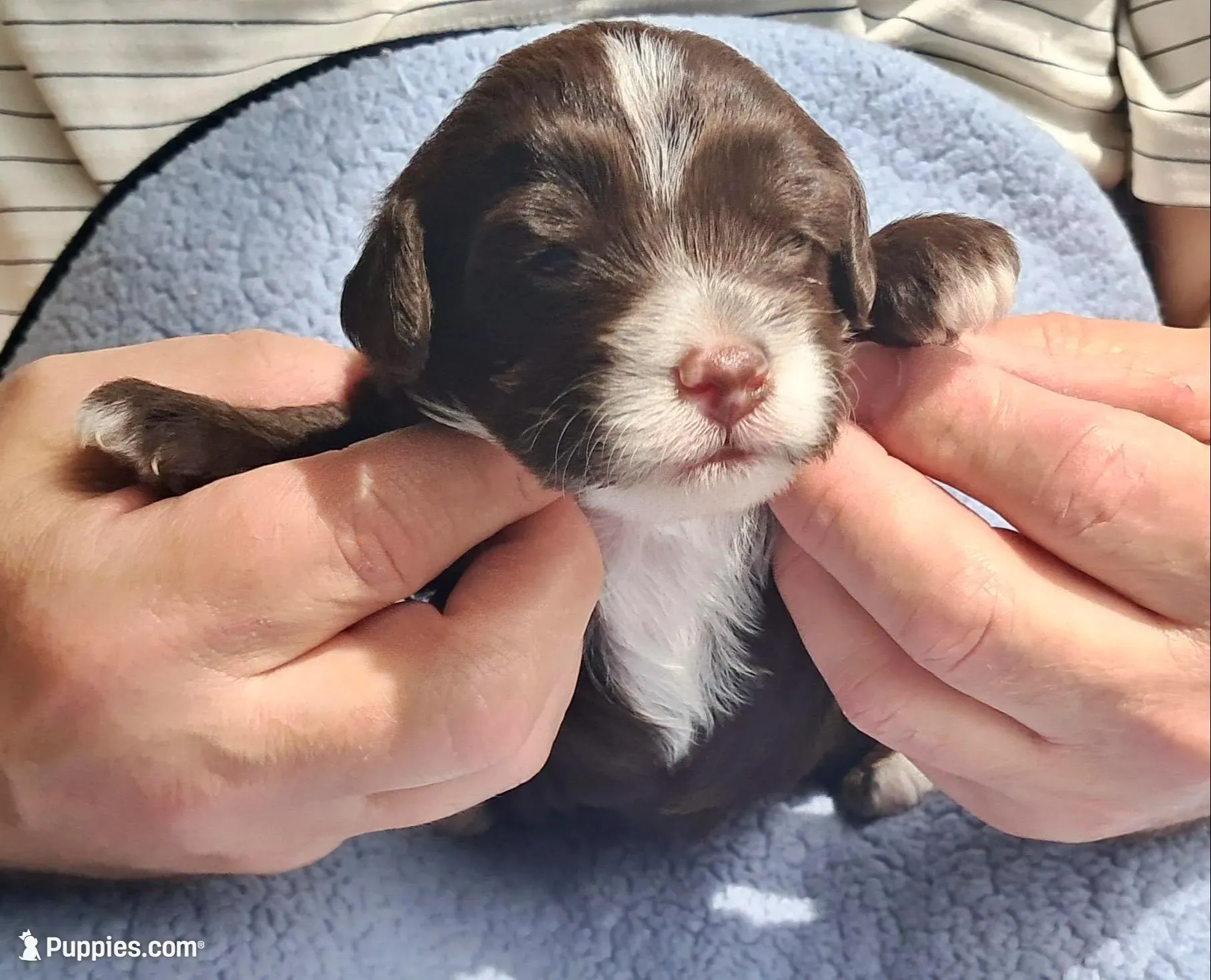 Daisy, a female Yorkipoo and Poodle - Standard  for sale in Martin, TN – Photo 1 of 3