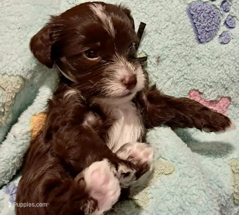 Daisy – Yorkipoo, Poodle - Miniature  puppy for sale in Martin, TN