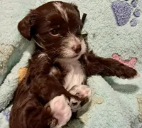 Daisy, a female Yorkipoo and Poodle - Miniature  for sale in Martin, TN – 1 of 5