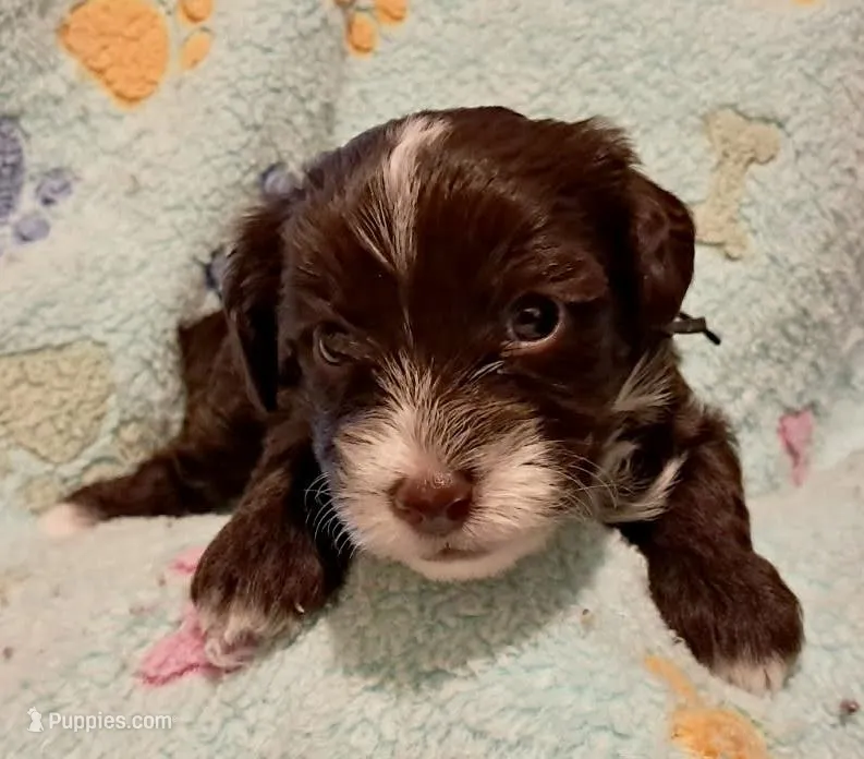 Daisy – Yorkipoo, Poodle - Standard  puppy for sale in Martin, TN