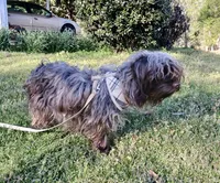 Leah, a female Yorkipoo for sale in Martin, TN – 3 of 5
